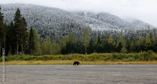 Schwarzbär vor traumhafter Landschaft