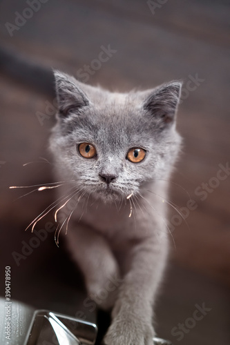 A close up on a British shorthair blue kitten climbing on the fridge in search for food and looking towards the camera with big copper eyes