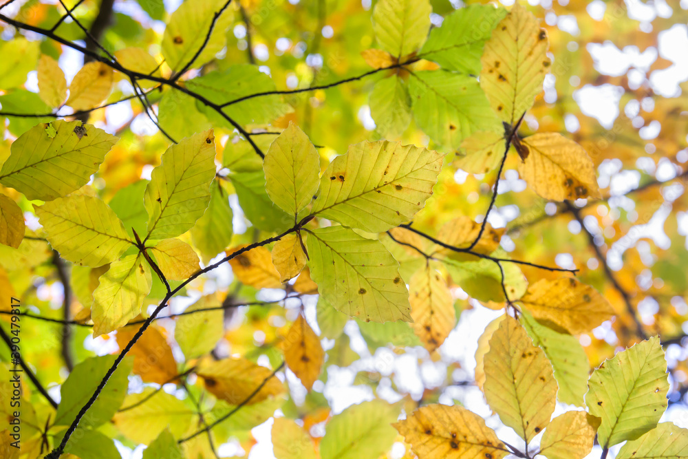 Beech tree autumnal foliage