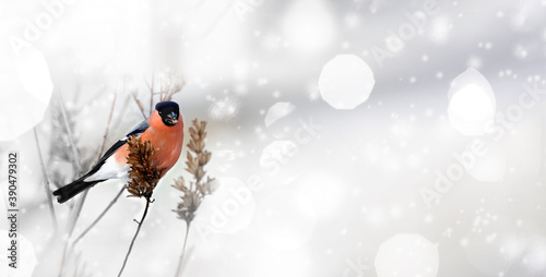 Euro-Asian bullfinch is a beautiful bird with a red belly on a winter background. Copy space, banner