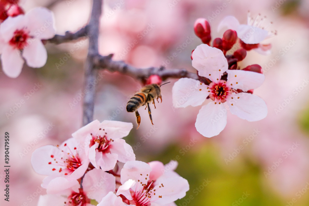 bee on pink flower bee on pink flower