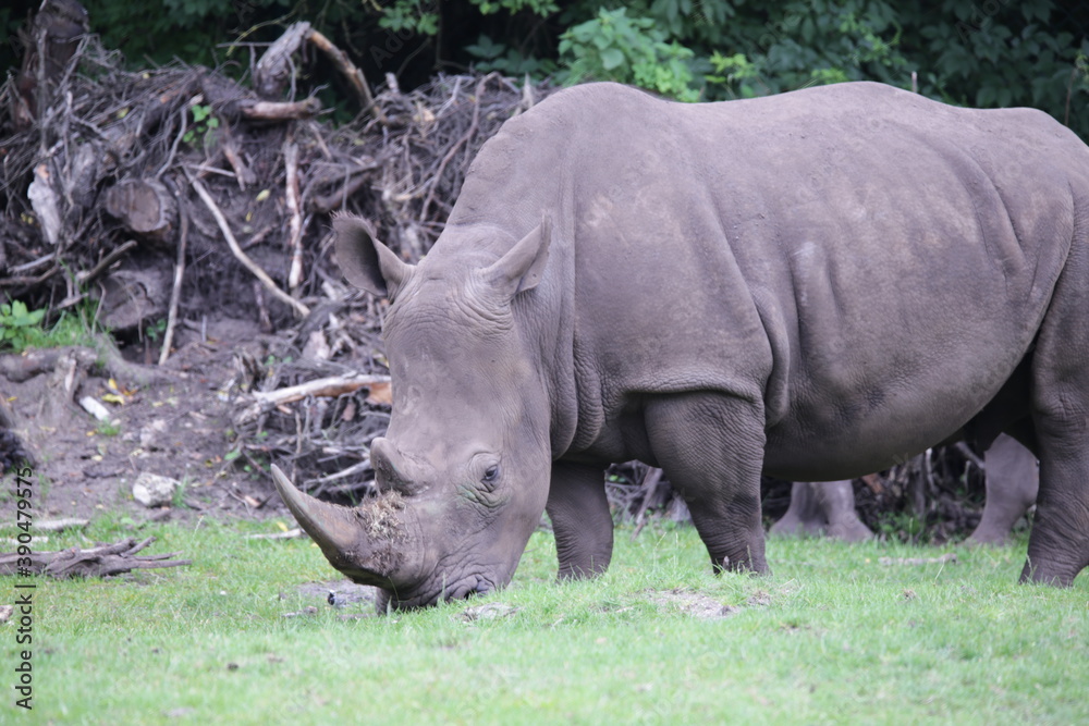 Obraz premium Nashorn 2