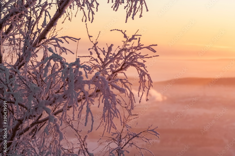 Obraz premium Snow-covered birch on the mountain in winter against the background of the forest, smoke from pipes, the sky with clouds in the rays of the setting sun