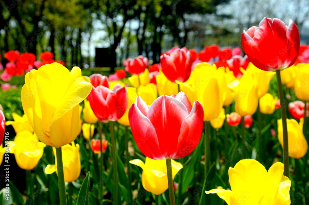 red and yellow tulips red and yellow tulips