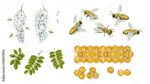 realistic watercolor hand made illustration of honey bee (apis mellifera) with bees collect pollen from flowers of robinia (Robinia pseudoacacia),flowers of acacia, bees and cells of honey isolated photo