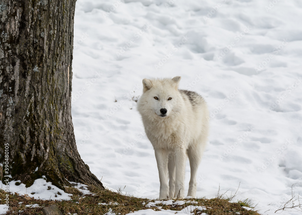 Naklejka premium Arctic Wolf in Winter
