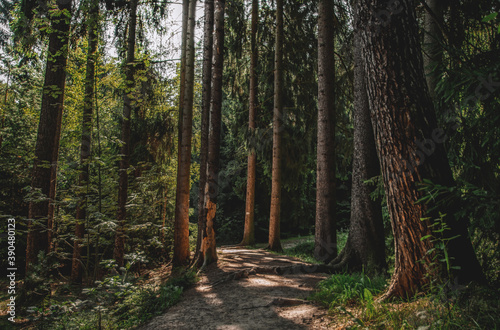 Waldweg im Sonnenlicht