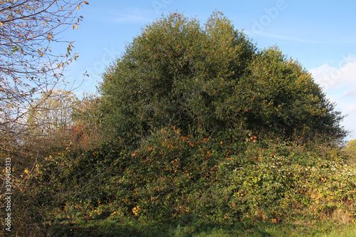 European holly, Ilex aquifolium. Holly, tree of the year 2021 in Germany photo