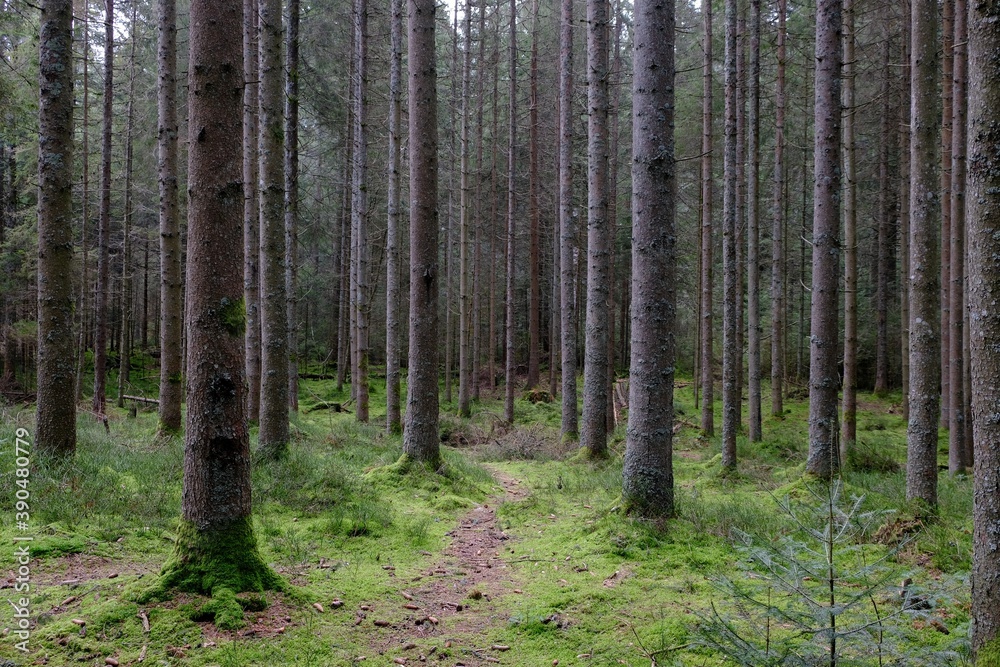 pine forest in the autumn