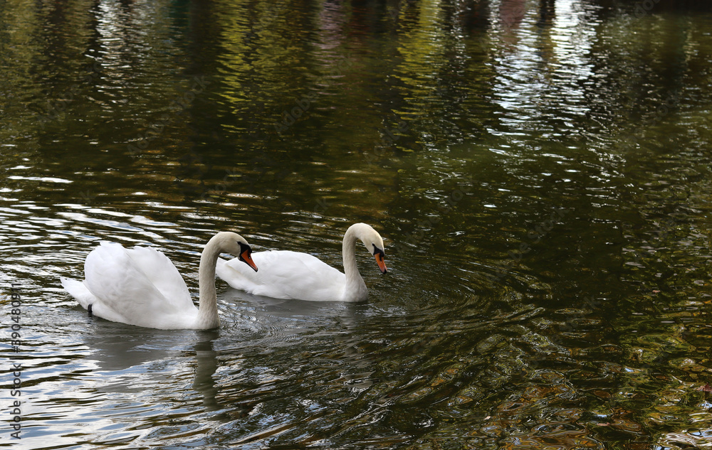 image of swans in the water in the city park image of swans in the water in the city park