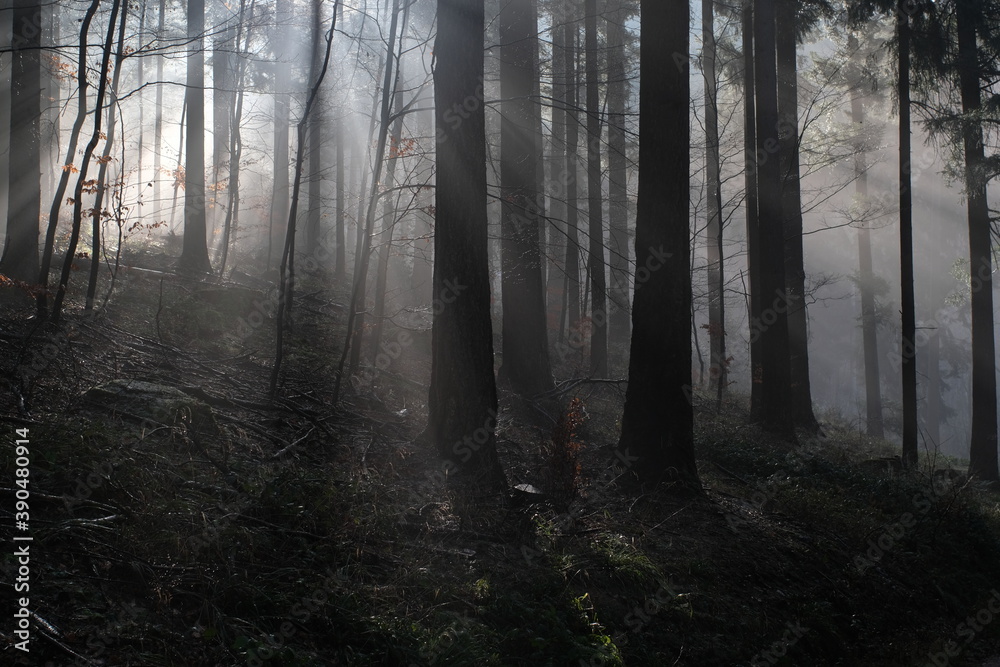 misty morning in the forest with sunlight