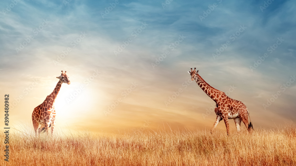 Fototapeta premium Giraffe in the African savanna at beautiful sunset. Serengeti National Park. Tanzania. Africa. Copy space.