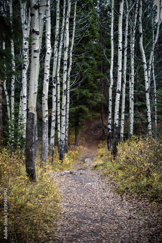 path in the forest at Valley of the Five Lakes, Jasper National Park, Alberta, Canada