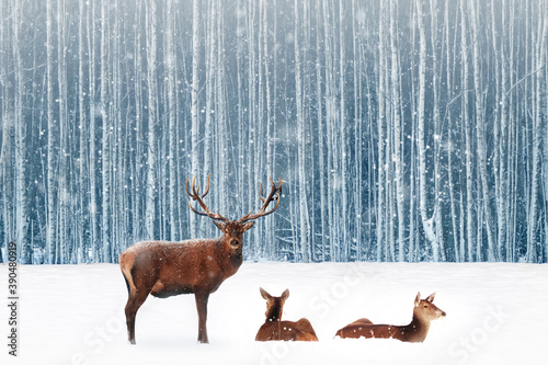 Group of noble deer in a snowy winter forest. Christmas fantasy image in blue and white color. Snowing. © delbars