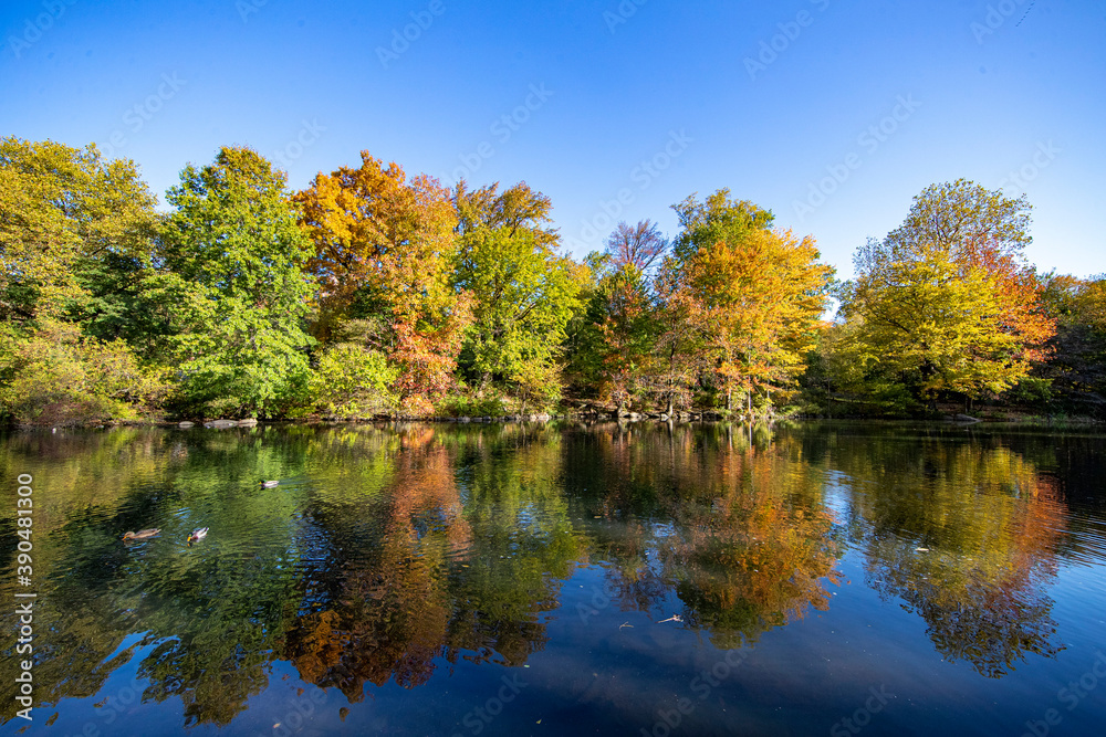 Trees reflect off the Pool in Central Park