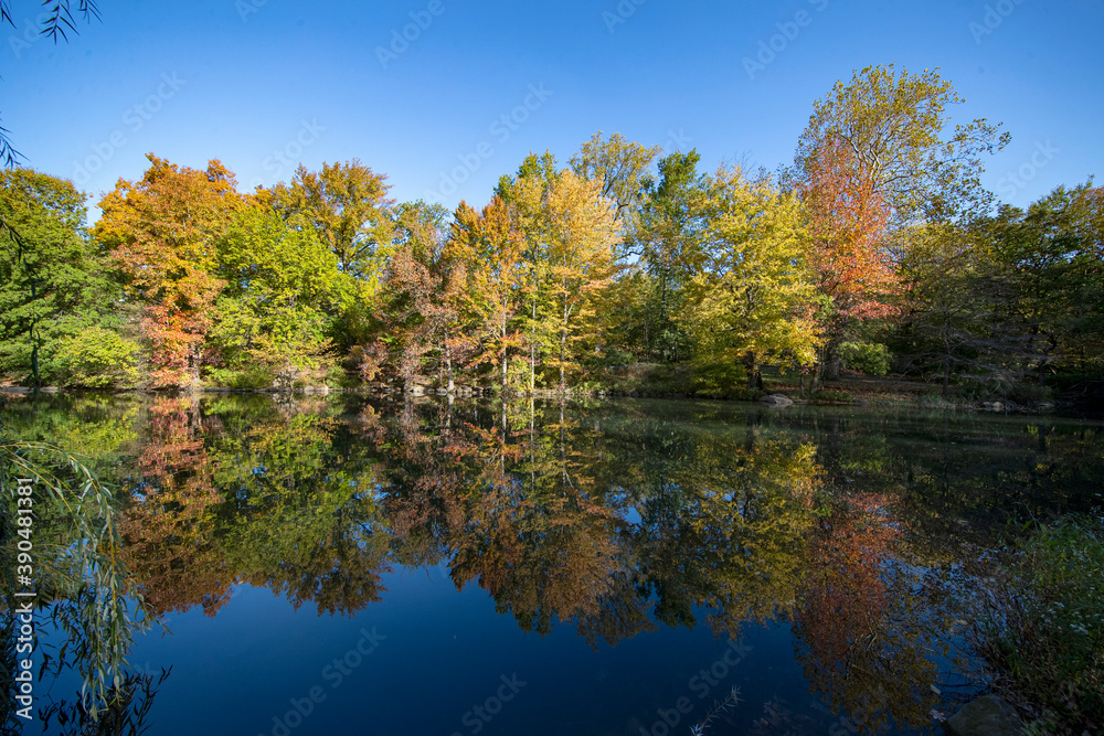 Trees reflect off the Pool in Central Park