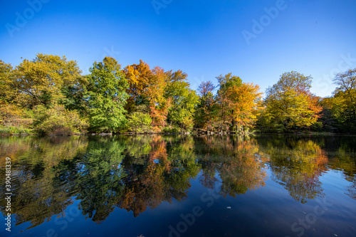 Trees reflect off the Pool in Central Park