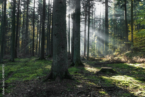 Fototapeta Słoneczny las o poranku