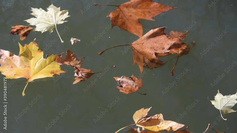 Autumn background with dry leaves floating on the water surface