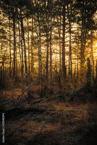 sunset in the forest