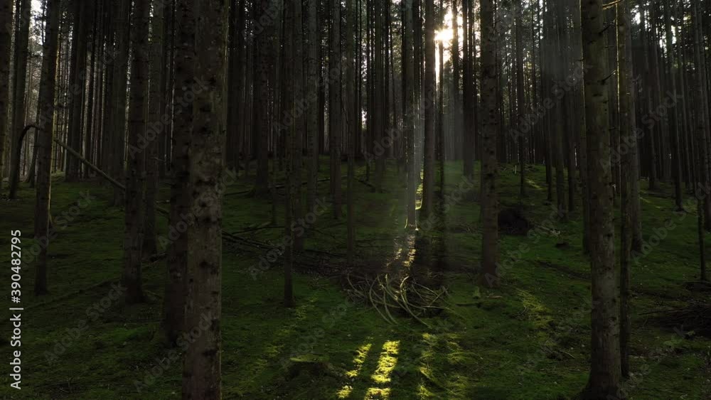 Majesti morning sunlight with sun rays in mossy green conifer forest landscape. Slow motion. Drone shot camera movement. Majesti morning sunlight with sun rays in mossy green conifer forest landscape. Slow motion. Drone shot camera movement.