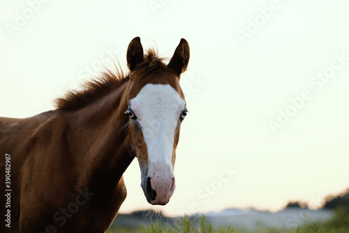 portrait of a young horse during summer in field, foal face with blue eyes.