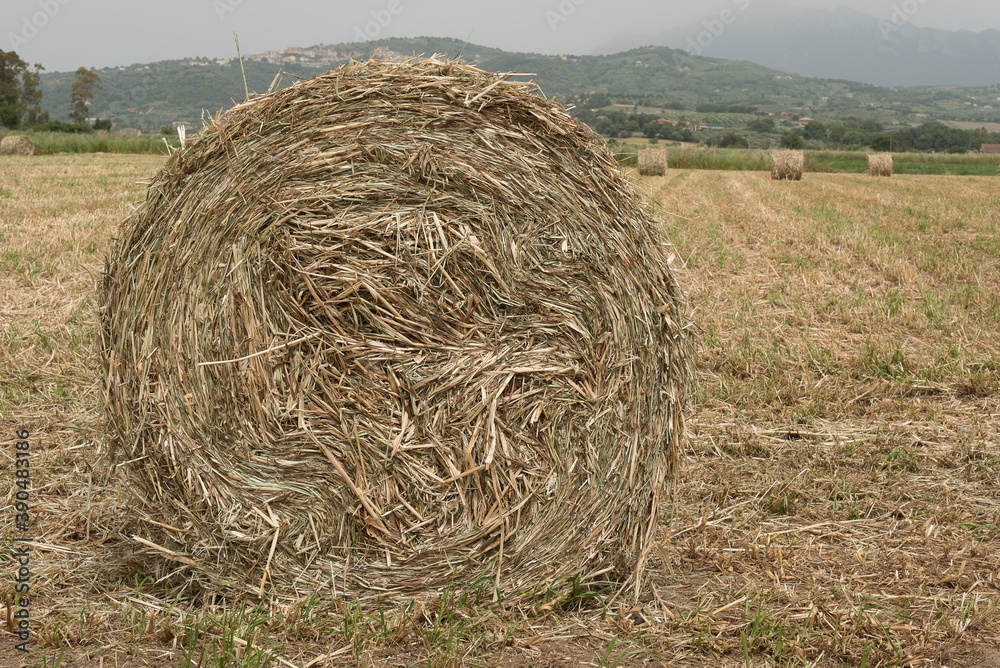 A shredded fodder field. Wheel.