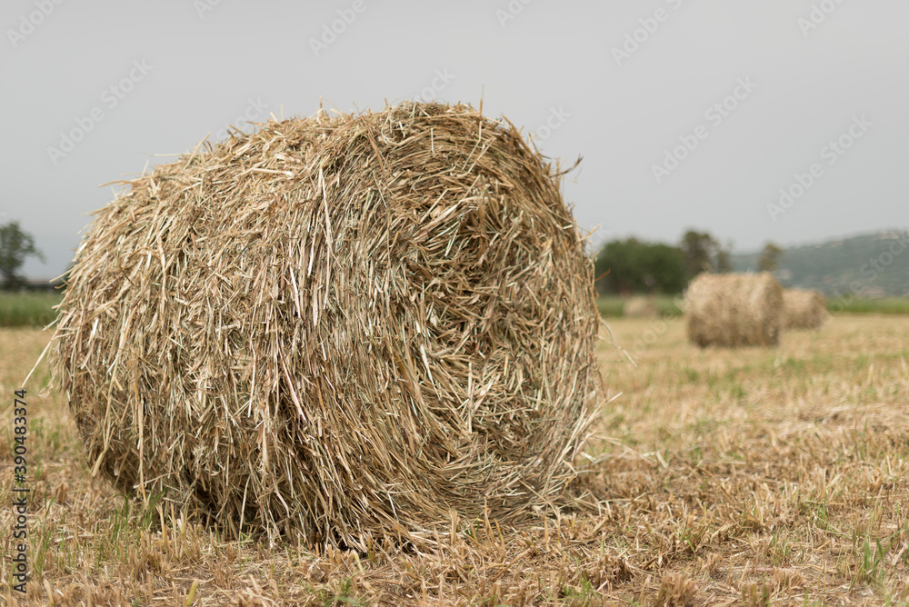 A shredded fodder field. Wheel. A shredded fodder field. Wheel.