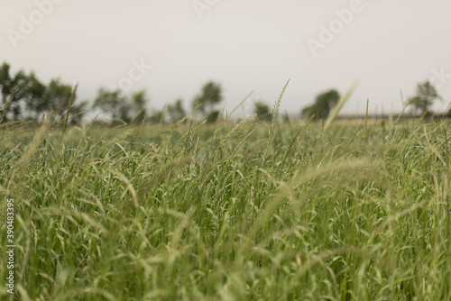 A shredded fodder field. Wheel. Field of forage photo