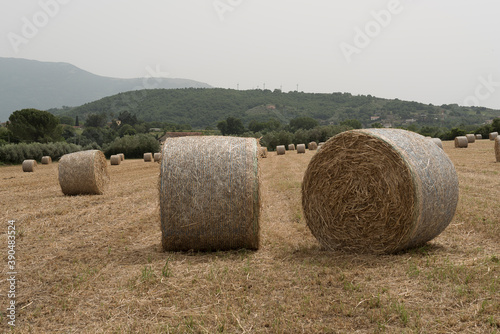 A shredded fodder field. Wheel.