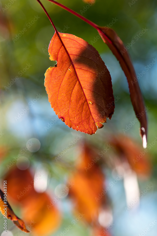 Obraz premium Red Crabapple Leaf