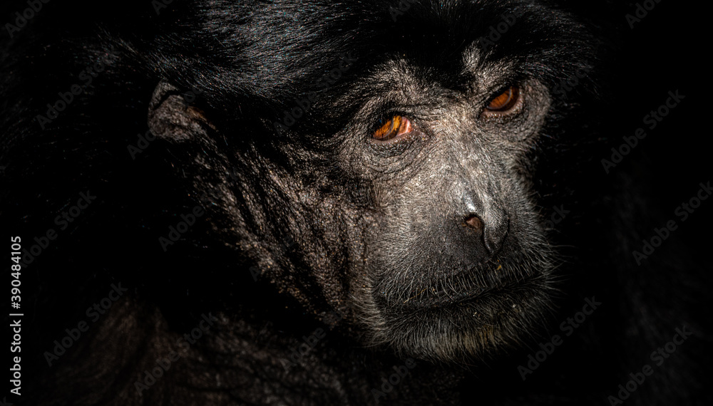 tier, wild lebende tiere, säugetier, black, wild, baby, natur, gibbon, gesicht