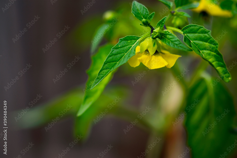 Yellow Tomatillo Flower Yellow Tomatillo Flower