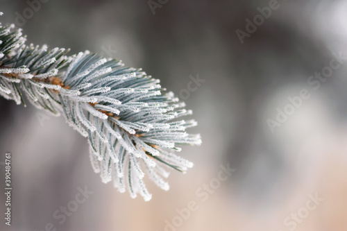 Frosted Blue Spruce Needles