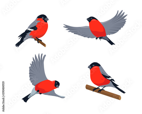 Set of bullfinches in different poses