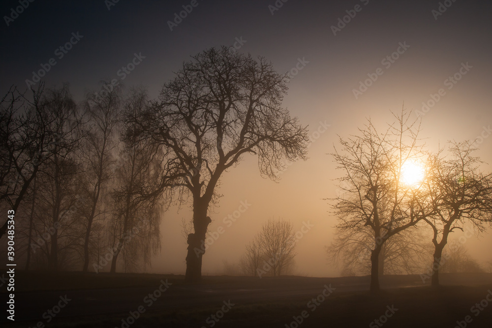 sun shining over the heavy fog, autumn colorful sunrise with old trees sun shining over the heavy fog, autumn colorful sunrise with old trees