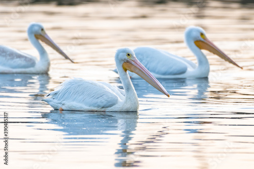 White Pelicans swimming as a group along the reflective pond surface to the right as sunrise illuminates the water.