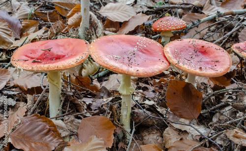 Drei Fliegenpilze in Reihe  im Wald photo