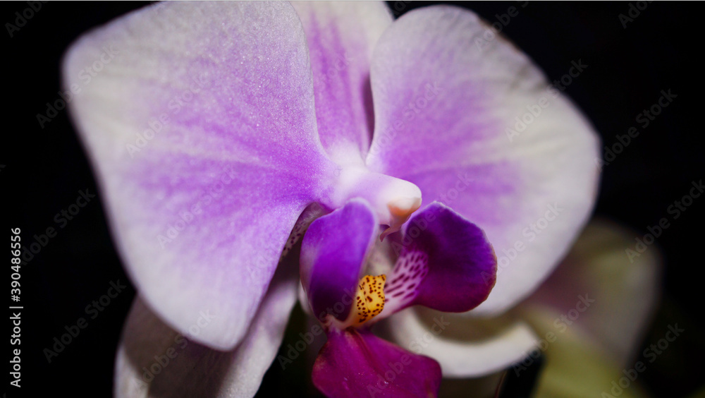 purple orchid on black