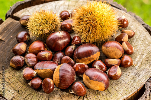 Closeup of chestnuts on wooden stump