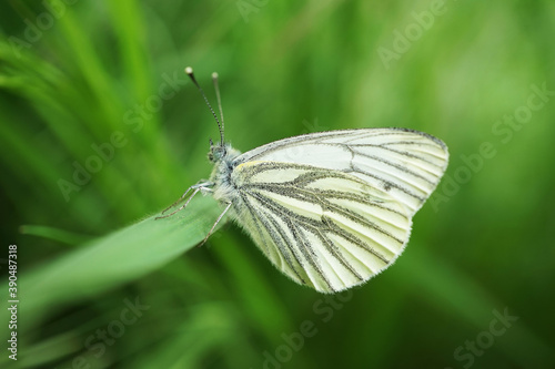 Nahansicht eines Schmetterlilngs - Grünader-Weißling