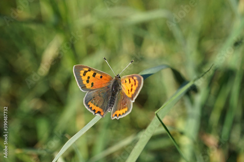 Nahansicht eines Schmetterlings - Kleiner Feuerfalter © Revilo Lessen