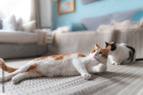 gato blanco y marron con ojos amarillos se acuesta en la alfombra con una postura divertida