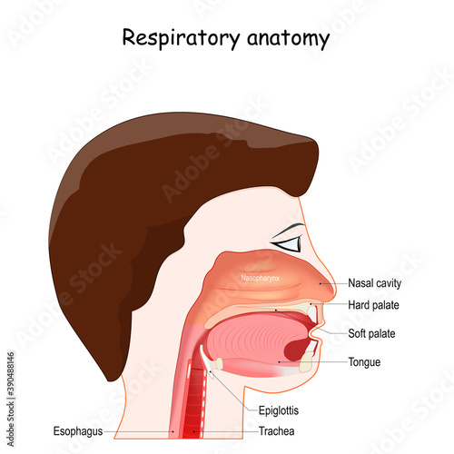 Upper respiratory system