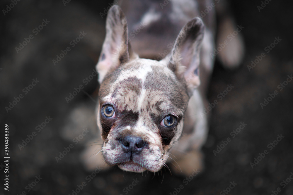 Young merle colored French Bulldog dog puppy with mottled patches looking up