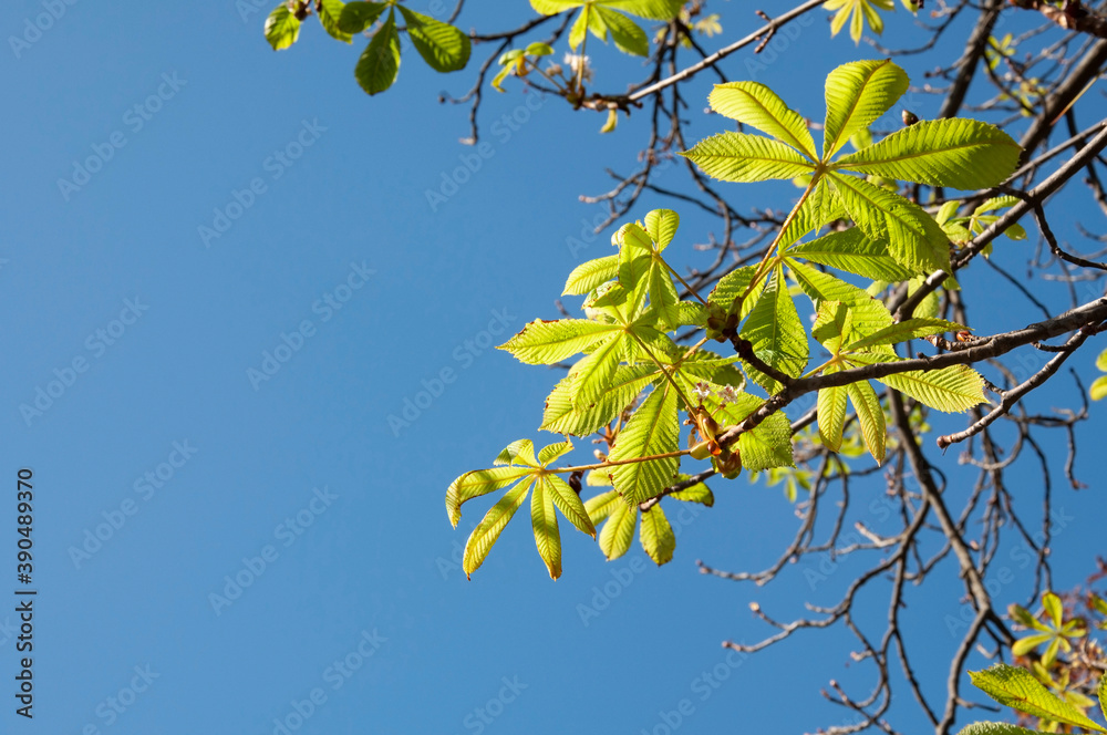 Obraz premium chestnut leaves on a branch against a clear blue sky on a sunny day