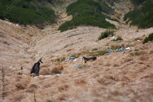 Herd of chamois with offsprings. The chamois (Rupicapra rupicapra) is a species of goat-antelope. Endangered species of high mountains zone. Wild mammals in the High Tatras.