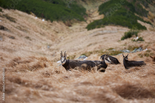 Herd of chamois with offsprings. The chamois (Rupicapra rupicapra) is a species of goat-antelope. Endangered species of high mountains zone. Wild mammals in the High Tatras.