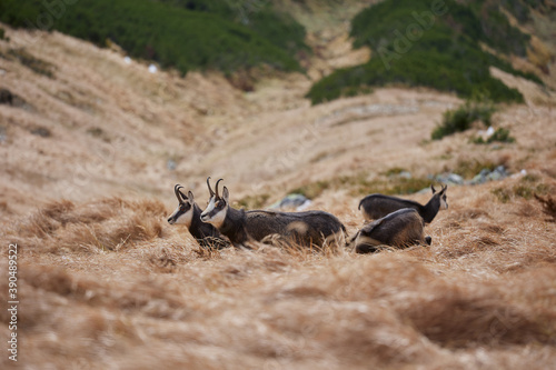 Herd of chamois with offsprings. The chamois (Rupicapra rupicapra) is a species of goat-antelope. Endangered species of high mountains zone. Wild mammals in the High Tatras.