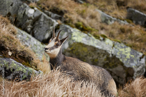 Tatra chamois (Rupicapra Rupicapra Tatrica) standing on the rock. Wild mammal, nature photography. The high Tatras.